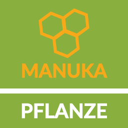 Manuka-Pflanze Thumbnail.